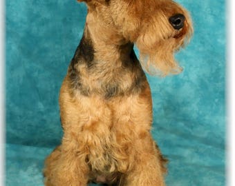 Welsh Terrier #2 Note Cards