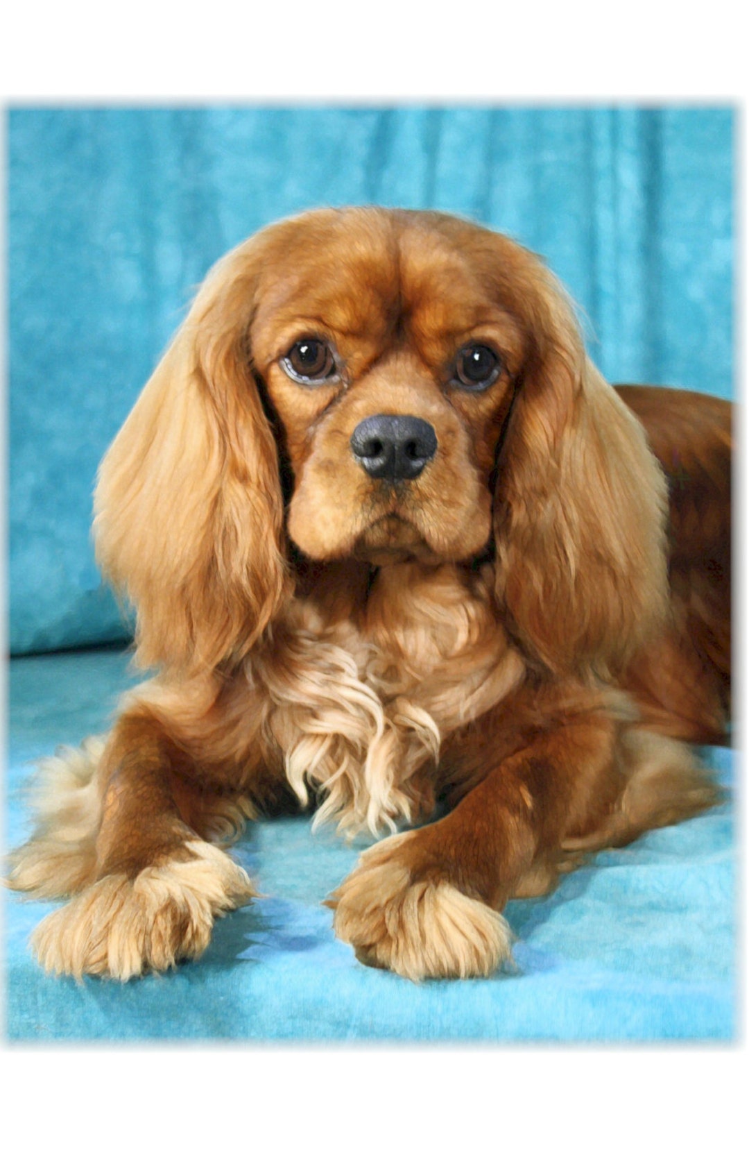 Ruby cavalier king clearance charles spaniel stuffed animal