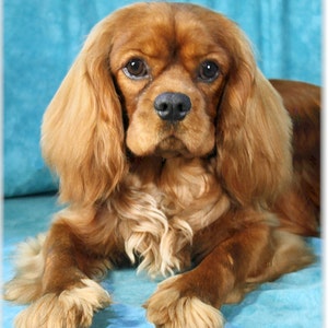 Cartões de Notas Cavalier King Charles Spaniel #3 Ruby