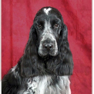 English Cocker Spaniel