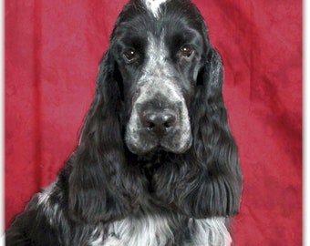 English Cocker Spaniel