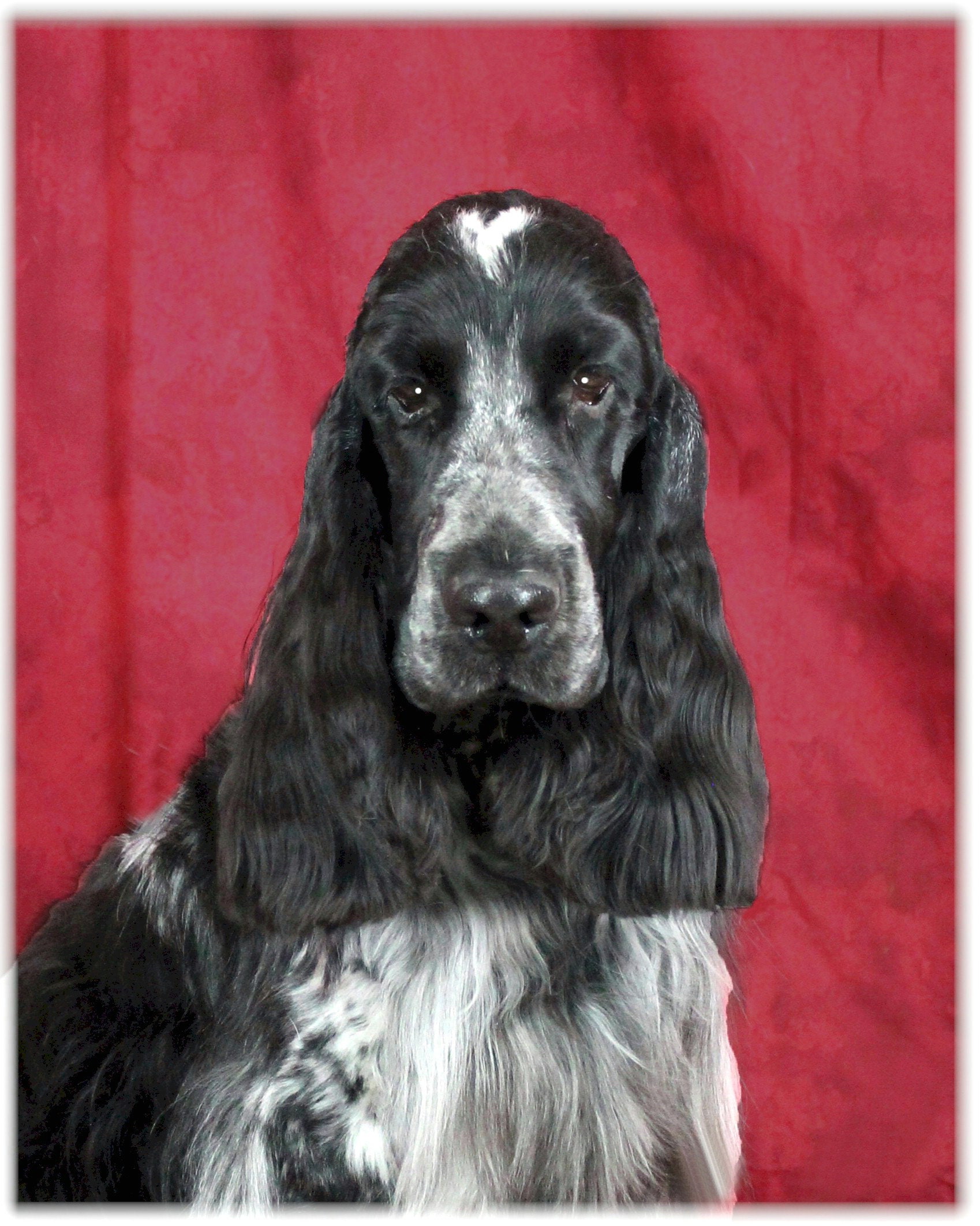 イングリッシュコッカースパニエル - Etsy 日本