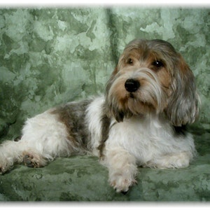 PBGV Nota #3 carte