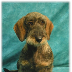 Dackel Doxie Wire #5 Grußkarten