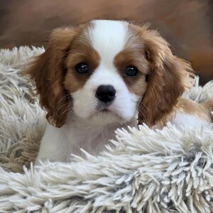 Könnte beinhalten: Ein Cavalier King Charles Spaniel Welpe mit braun-weißem Fell, der auf einer flauschigen, cremefarbenen Decke ruht. Der Welpe hat große, dunkle Augen und eine schwarze Nase und blickt direkt in die Kamera. Der Hintergrund ist ein verschwommenes Braun.