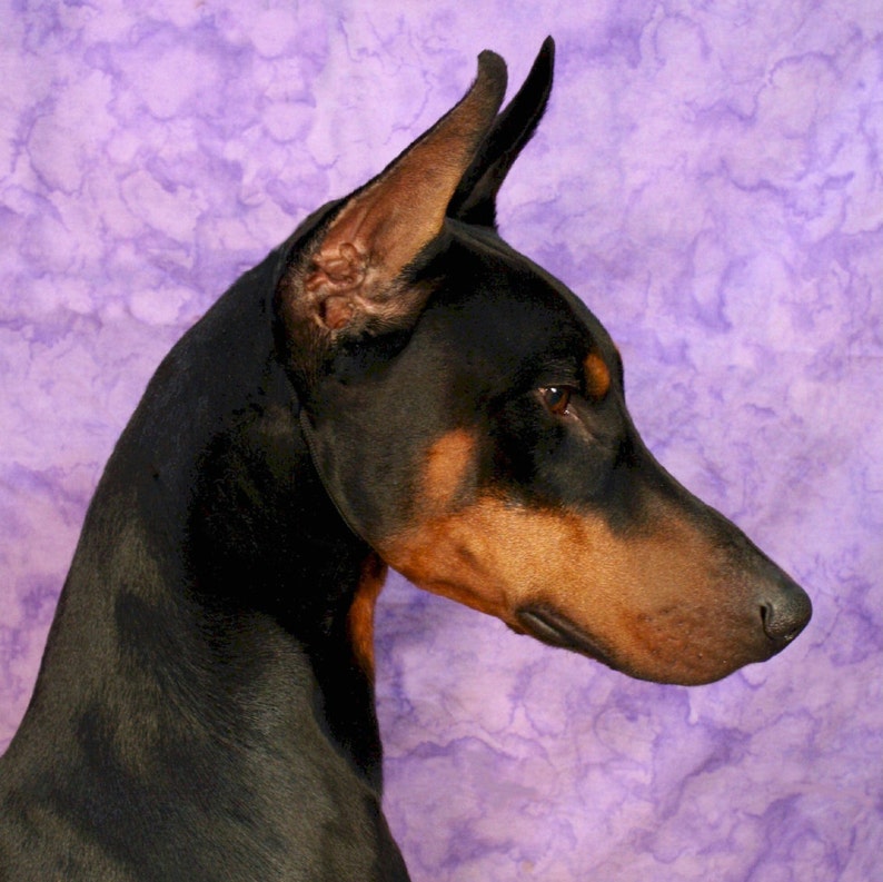 Doberman 4 Note Cards image 1