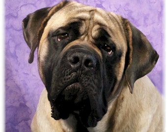 English Mastiff #3 Note Cards