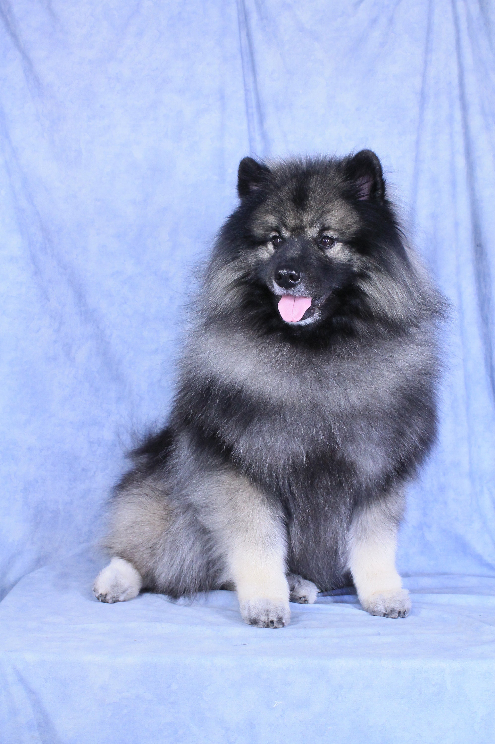 Keeshond Gifts 60+ Gift Ideas for 2025