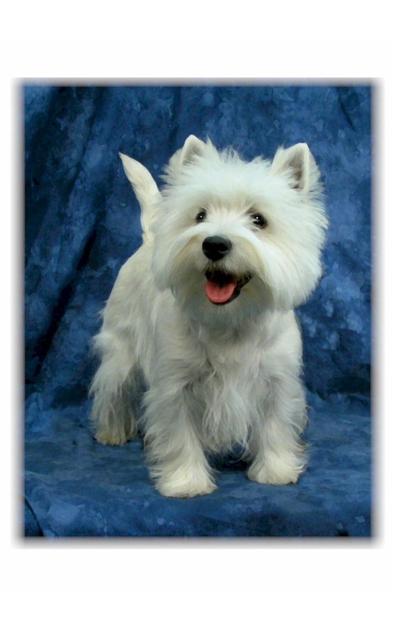 Nine West Tarjetero Westies Tarjetero Westies Kitsune Para Mujer