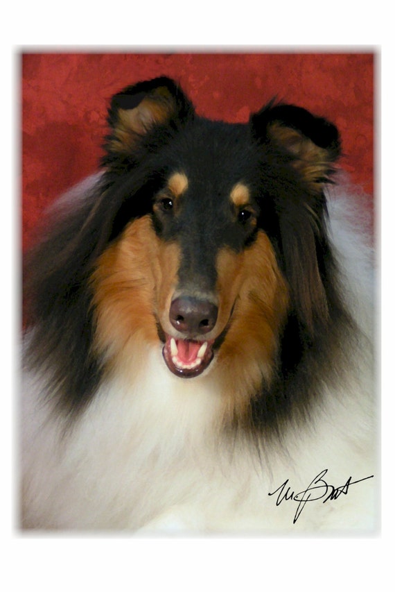 Border Collie ~ ORNAMENT #5