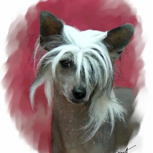 Chinesischer Schopfhund Grußkarten
