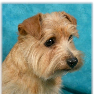 Norfolk Terrier #2 Note Cards