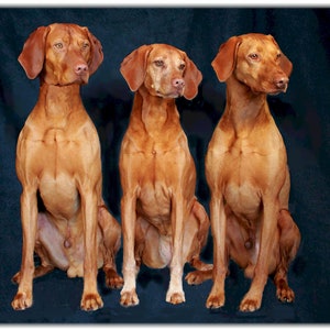 Vizsla Trio Note Cards NOUVEAU