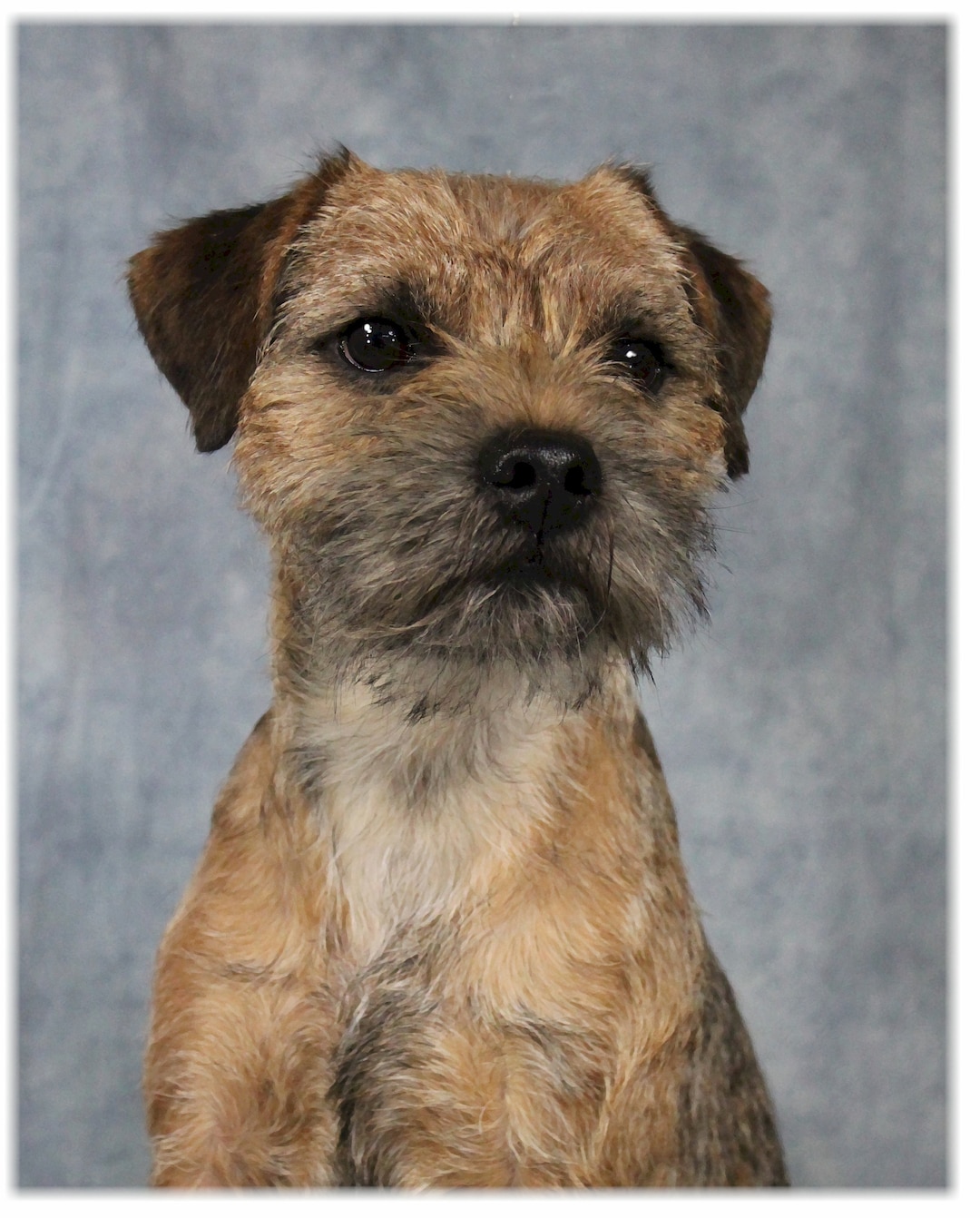 Cute Border Older Border Terriers For Sale Black And Tan Border