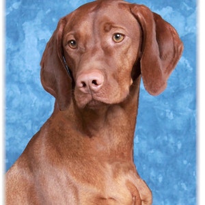 Vizsla #8 Cartes de notes