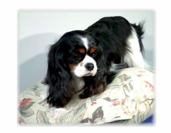 king charles spaniel tri color