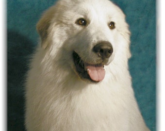 Grußkarten-Set Mit Pyrenäen-Hunden – 12 Karten Blanko