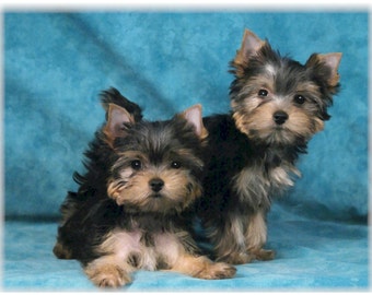 Yorkshire Terrier Yorkie #2 Note Cards