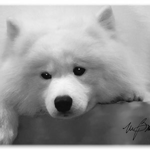 Samoyed #2 Tarjetas de notas