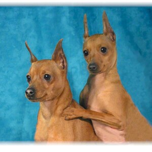 Può includere: Due cani Pinscher nani marroni su sfondo blu. Un cane ha la zampa sulla schiena dell'altro. I cani hanno espressioni attente e orecchie dritte. L'immagine è ben illuminata e i cani sono a fuoco.