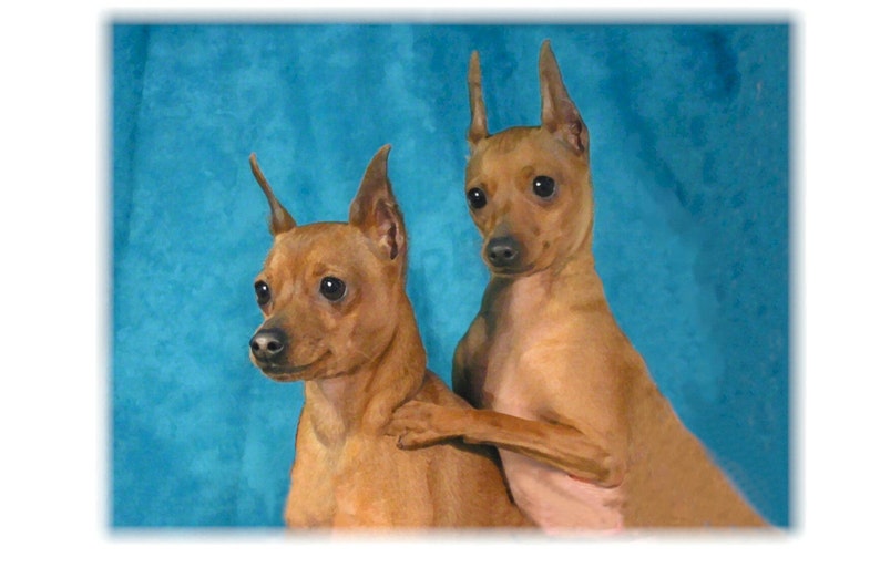 Note Pincher Miniature Pinscher #1 Minpin Note Cards - Etsy