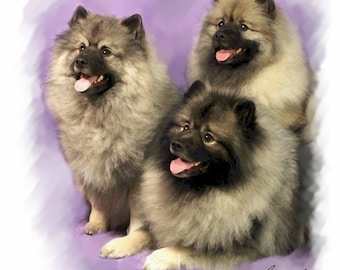 keeshond plush
