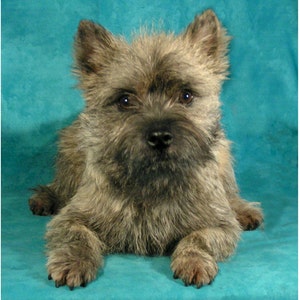 Tarjetas de notas para cachorros de Cairn Terrier