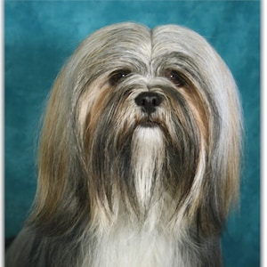 Carte note Lhasa Apso