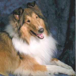 Collie Hund Rough #1 Grußkarten