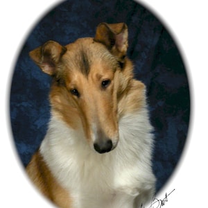 Collie Hund Smooth #1 Grußkarten