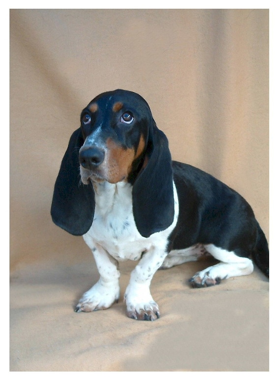 tan basset hound