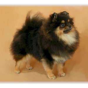 Pomerania #4 tarjetas