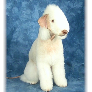 Bedlington Terrier #3 Sitting Note Cards