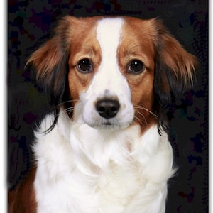 Tarjeta de nota Kooikerhondje
