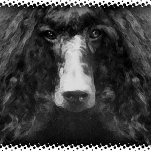 Tarjetas de notas de #1 Poodle
