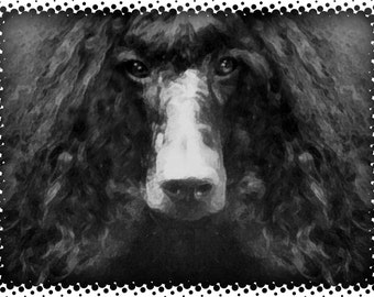 May include: A black and white portrait of a standard poodle with long, curly hair. The dog's face is in focus, with its large, dark eyes and long, white nose visible.