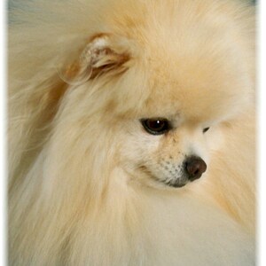 Pomerania nota #5 carte