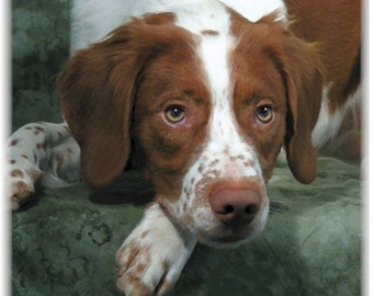 Brittany Spaniel #2 Note Cards