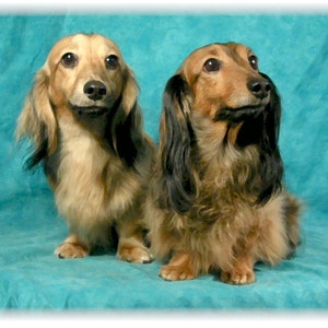 Dachshund Doxie Long Hair #7 Note Cards