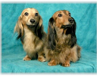 Dachshund Doxie Long Hair #7 Note Cards