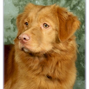 Nova Scotia Duck Tolling Retriever #1 Note Cards