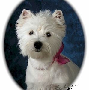 Cartes pour correspondance West Highland White Terrier Westie #4