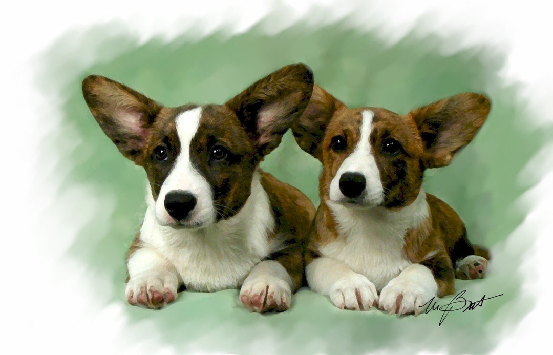 Brindle corgi puppy 2025