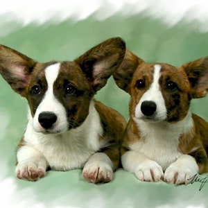 Vest Welsh Corgi Puppies! SCHATTIG.