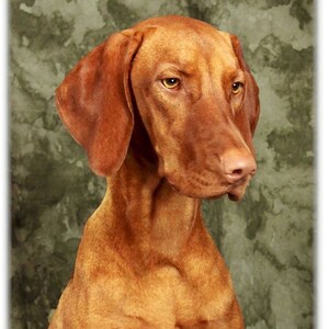 Vizsla #1 cartes