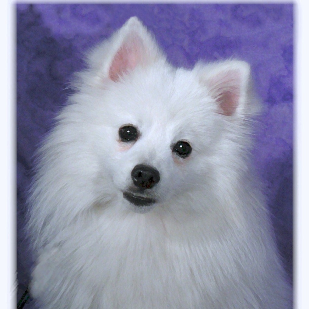 Stuffed eskimo dog - Etsy México, image size:1015x1014