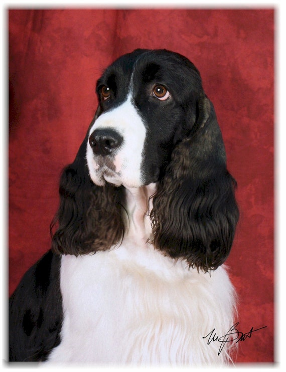 Springer Spaniel Phone Case Wallet - Black & White Springer Spaniel Phone Case Wallet - Black & White