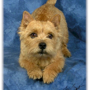 Cartoline per appunti Norwich Terrier n. 2