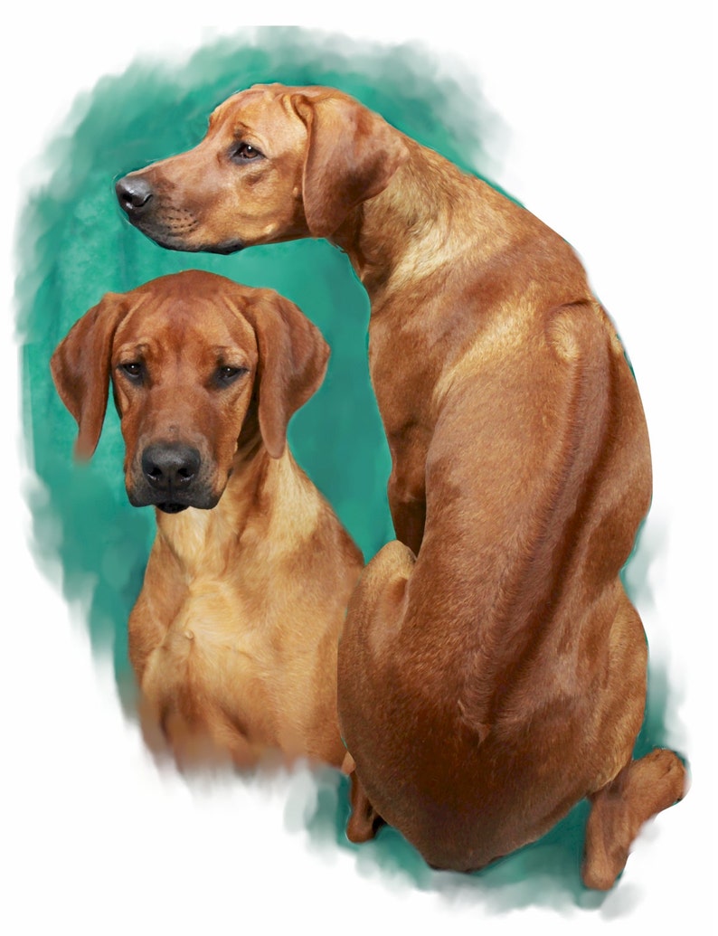 Rhodesian Ridgback #3 Note Cards - Etsy