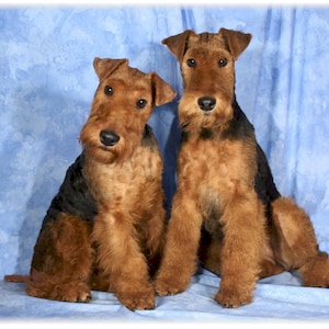 Welsh Terrier #1 cartes